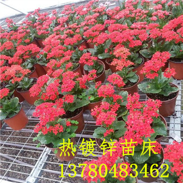 <a href='/' target='_blank'><a href='http://m.nano-medtech.cn/miaochuangsheshi/203.html'target='_blank'>花架網(wǎng)</a></a>